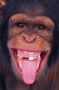 tuga8